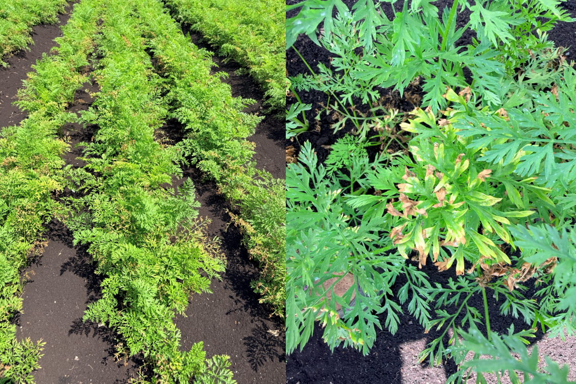 Rows of carrots with browning on them due to herbicide injury.